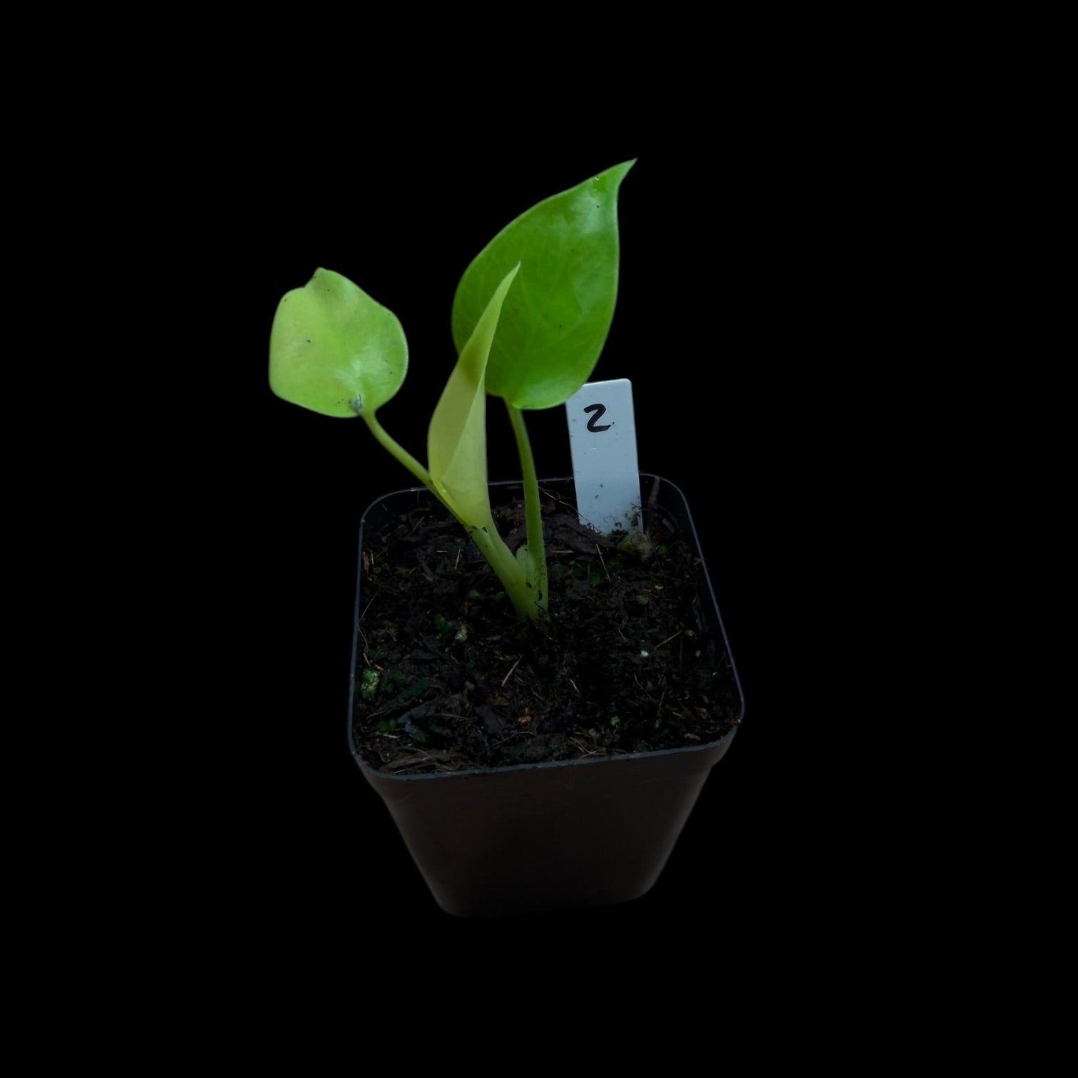 Monstera Lemon Lime