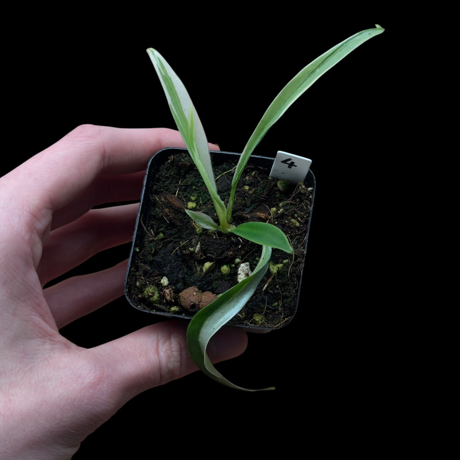 Philodendron Tortum Variegata