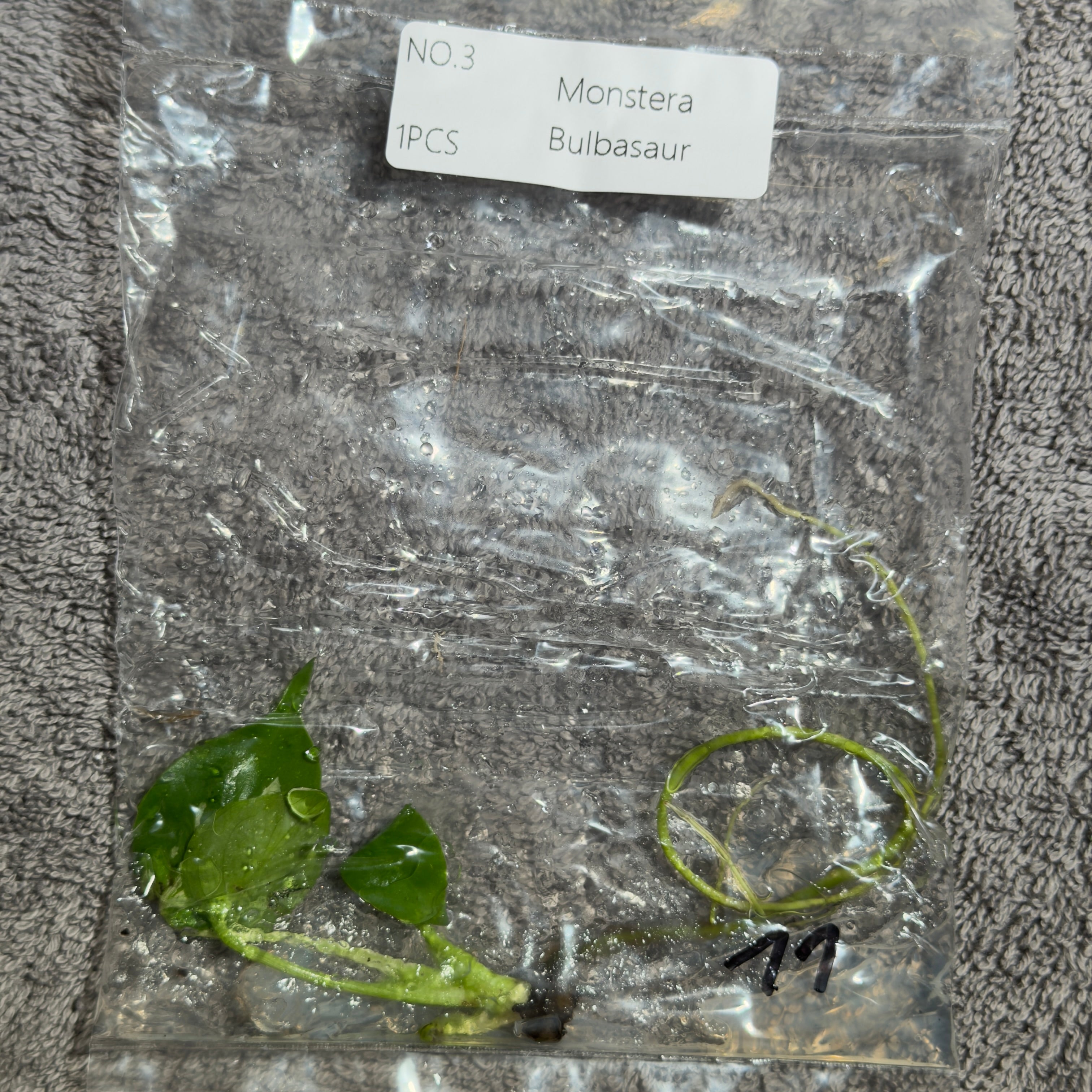 Monstera Bulbasaur | TC