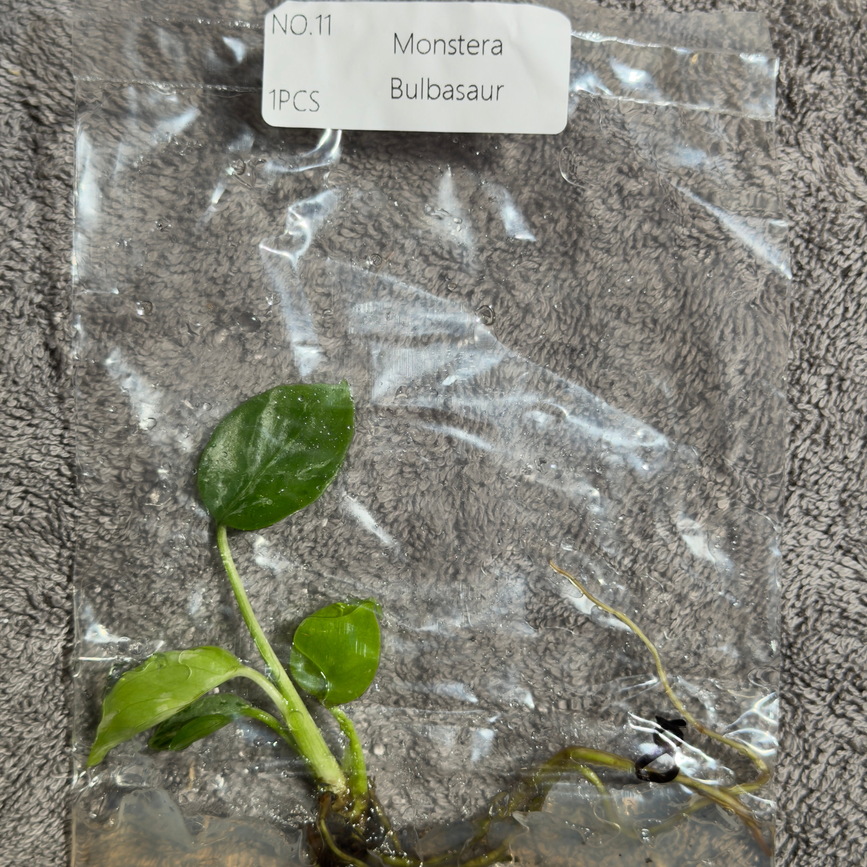Monstera Bulbasaur | TC