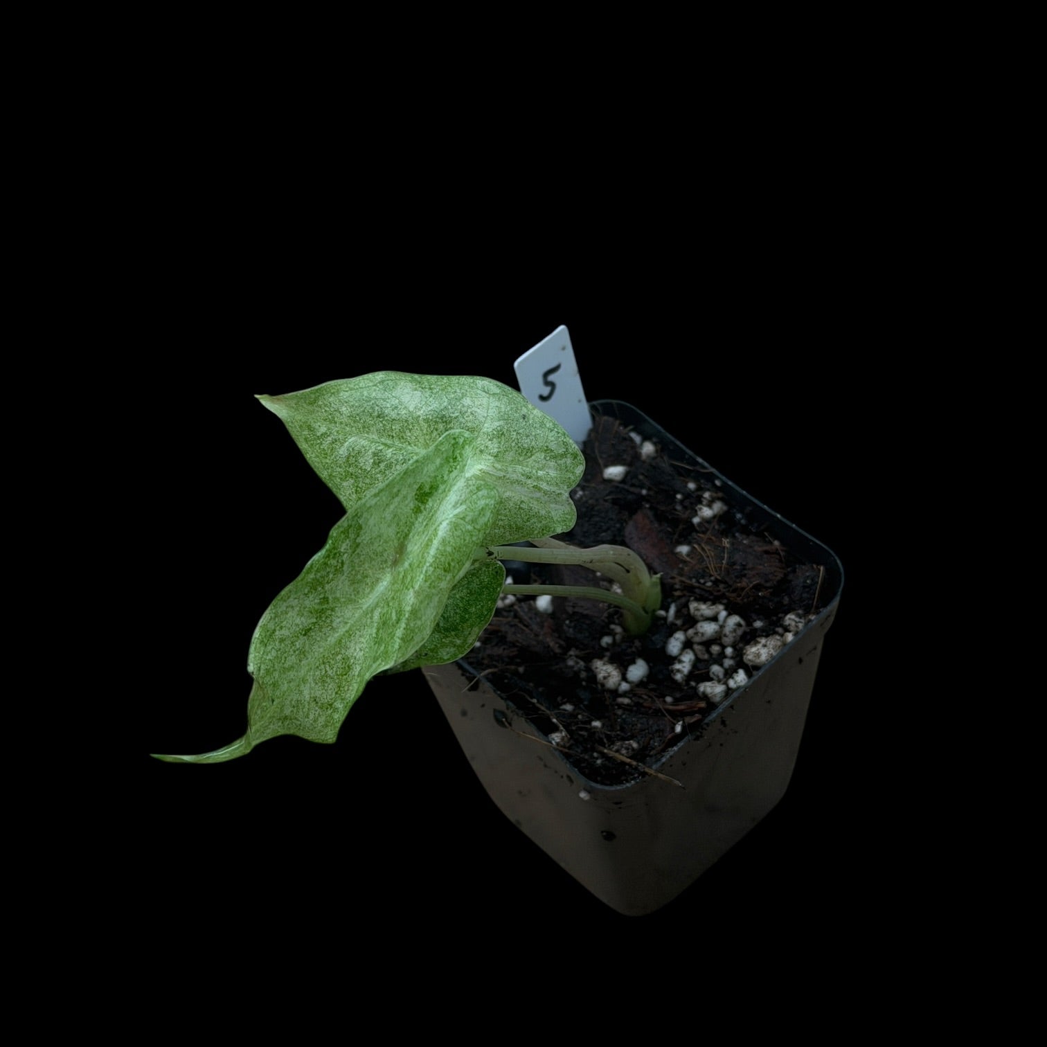 Alocasia Longiloba Black Satun 'Stardust'