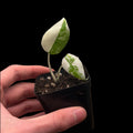 Alocasia Maharani Var.