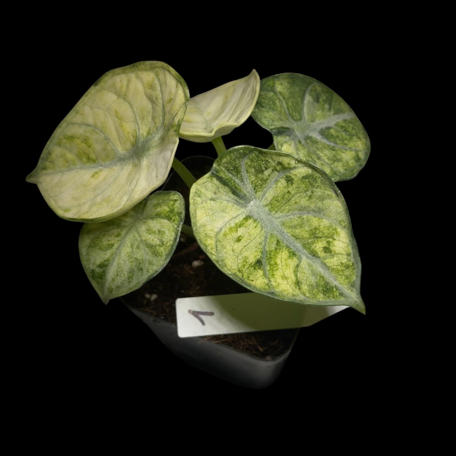 Alocasia Ninja Tricolor