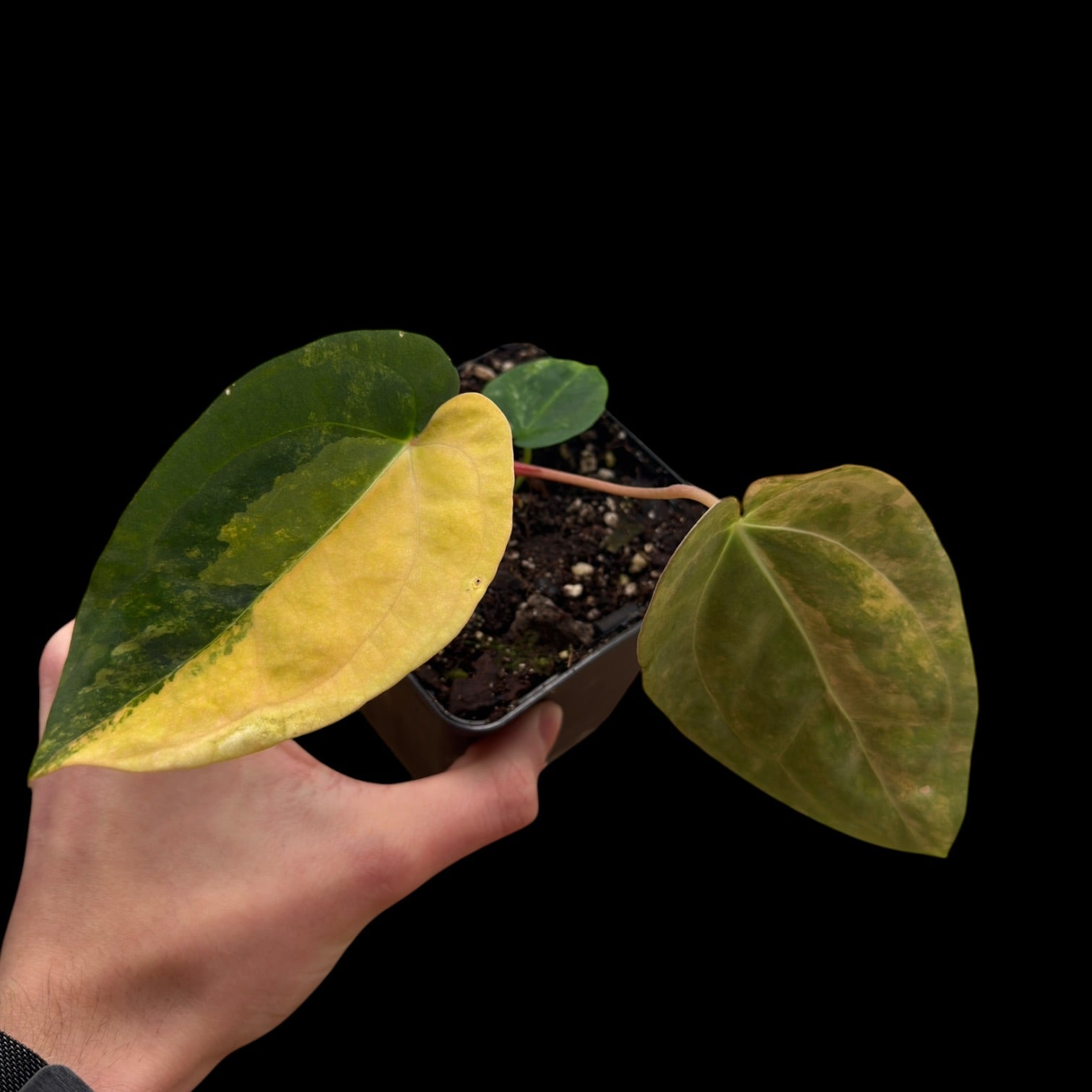 Anthurium AOS Tezula x SKG var. Cutting