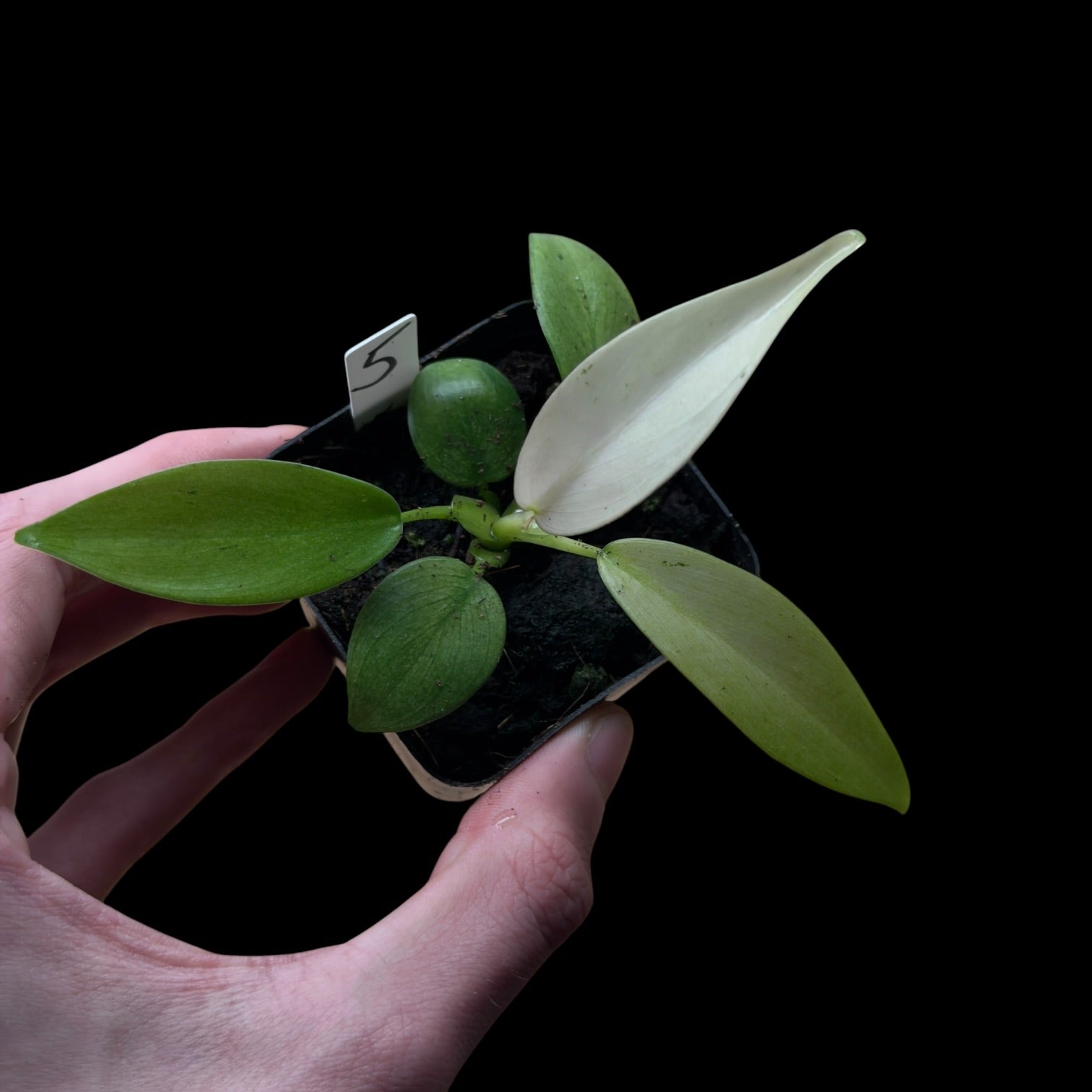 Philodendron Whipple Way