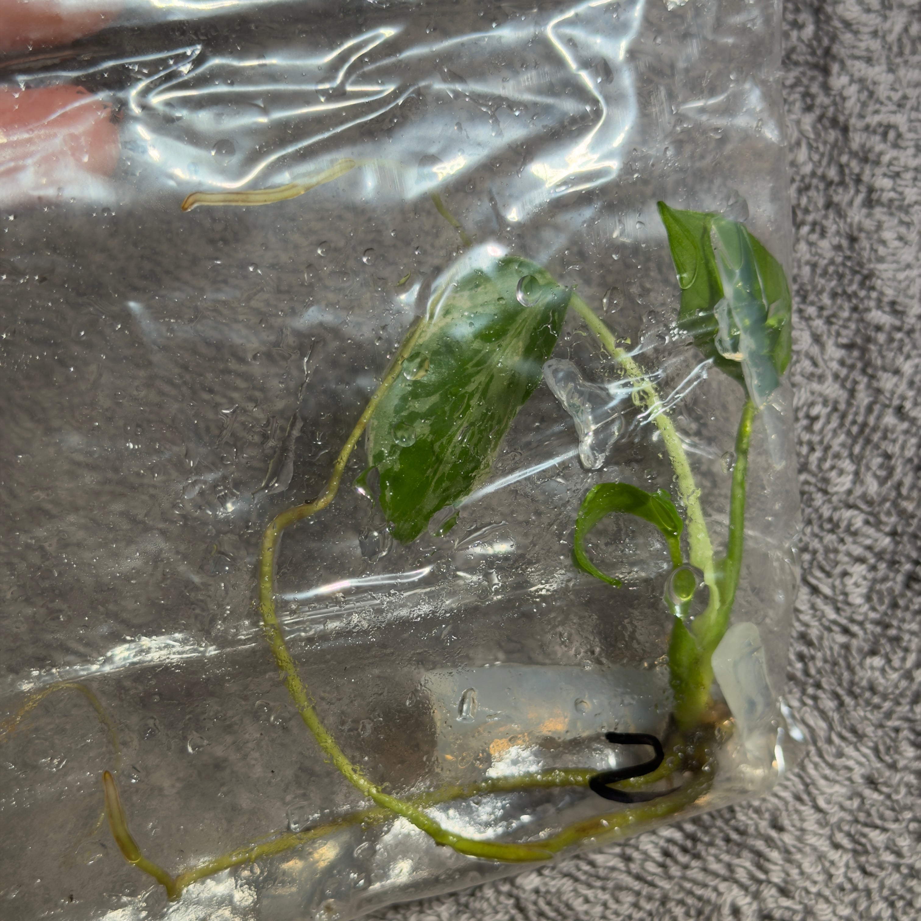 Monstera Bulbasaur | TC