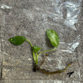 Monstera Bulbasaur | TC
