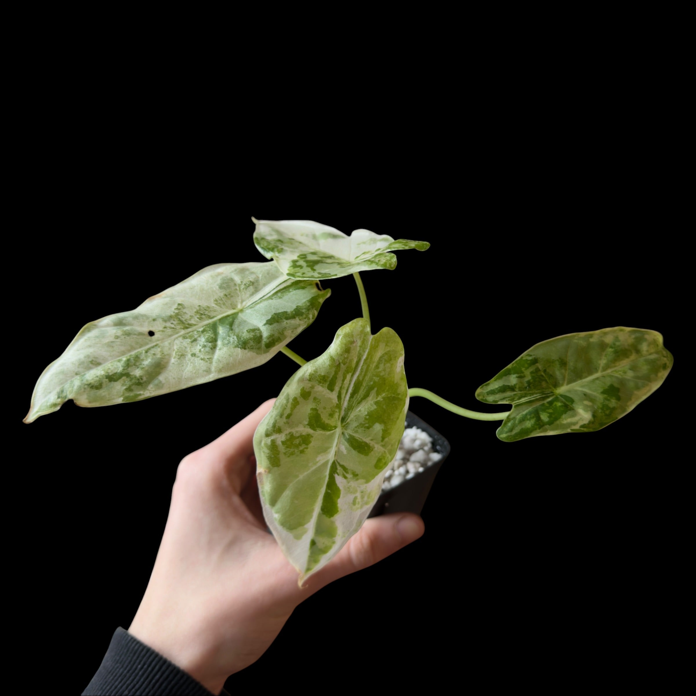 Alocasia Accuminata Albo