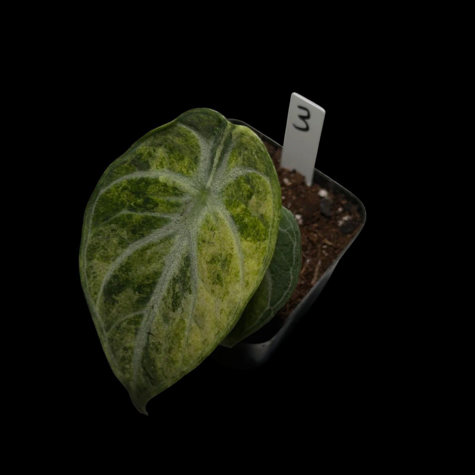 Alocasia Ninja Tricolor