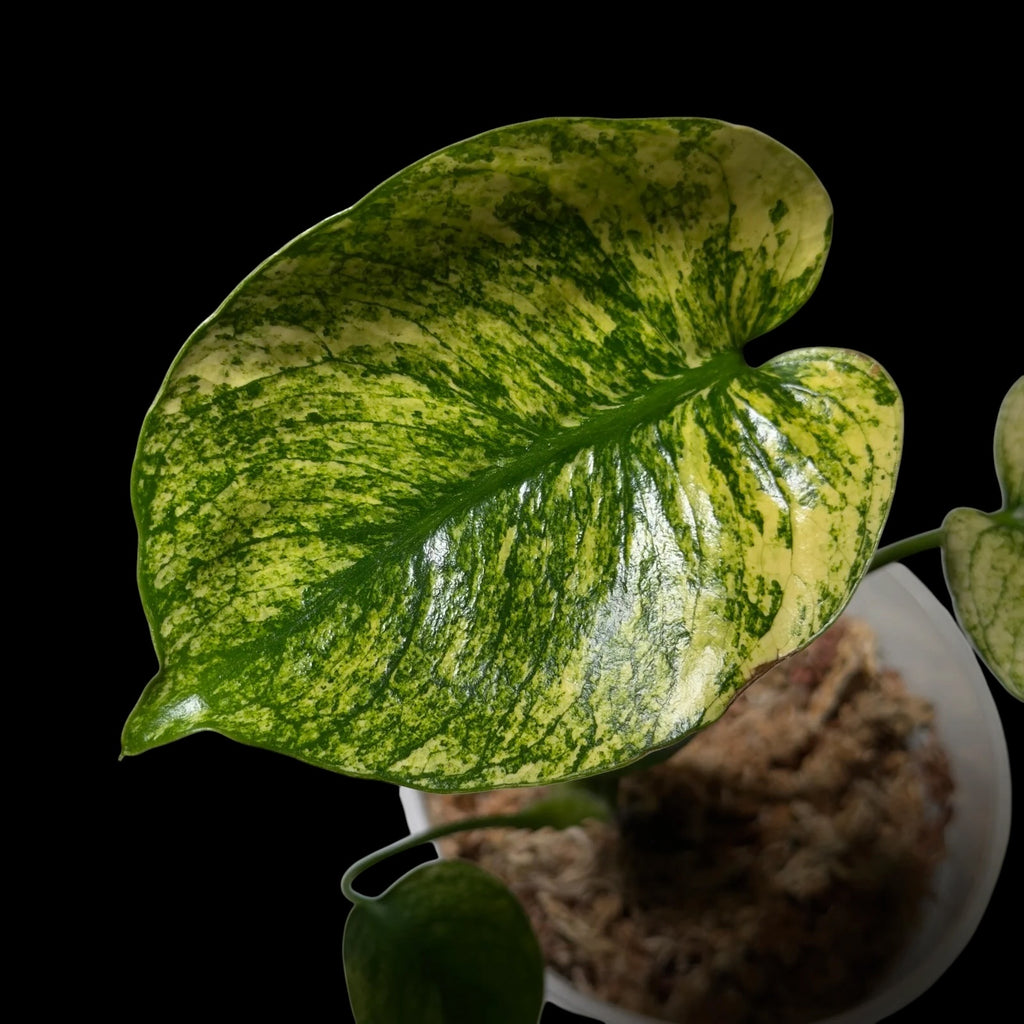 Monstera Siam Mint