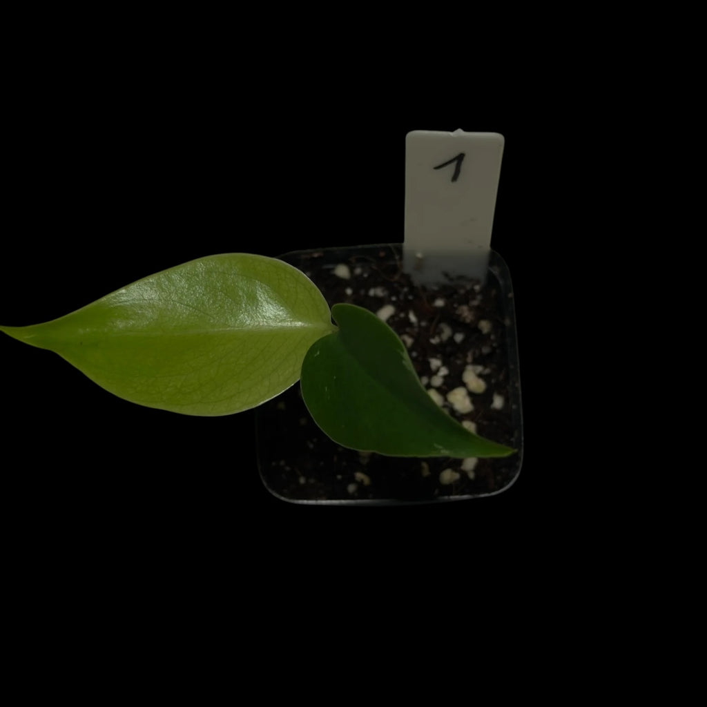 Monstera Devil Monster