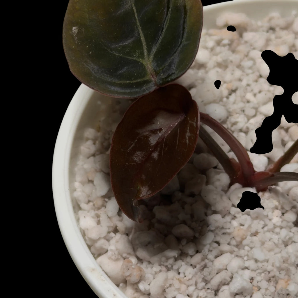 Anthurium Black Thunder Cutting