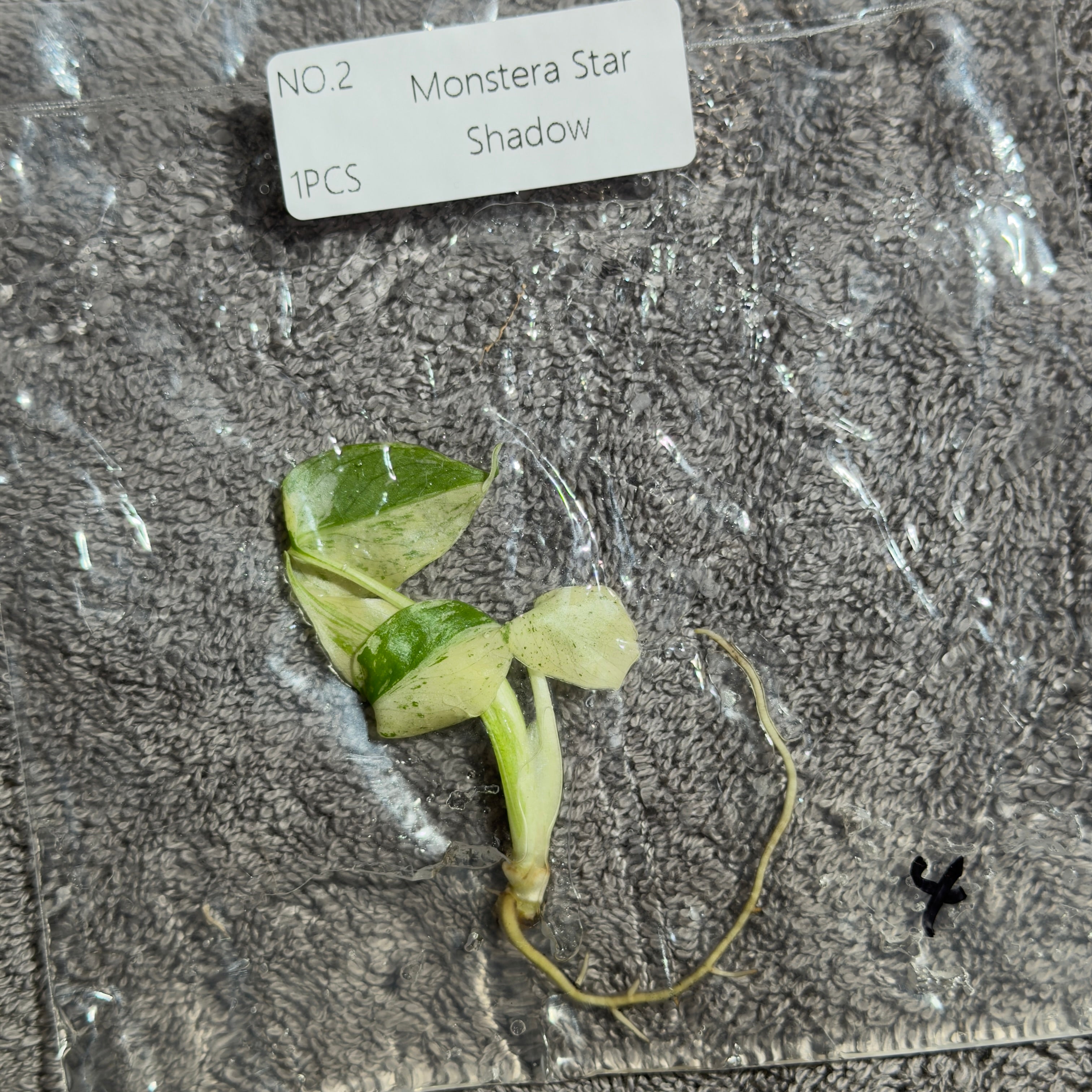 Monstera Star Shadow | TC