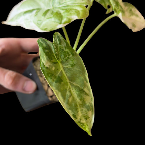 Alocasia Accuminata Albo