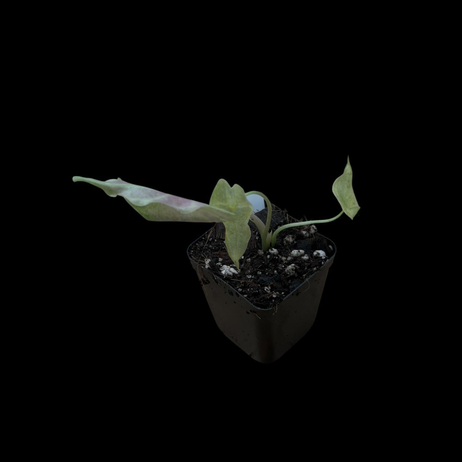 Alocasia Longiloba Black Satun 'Stardust'