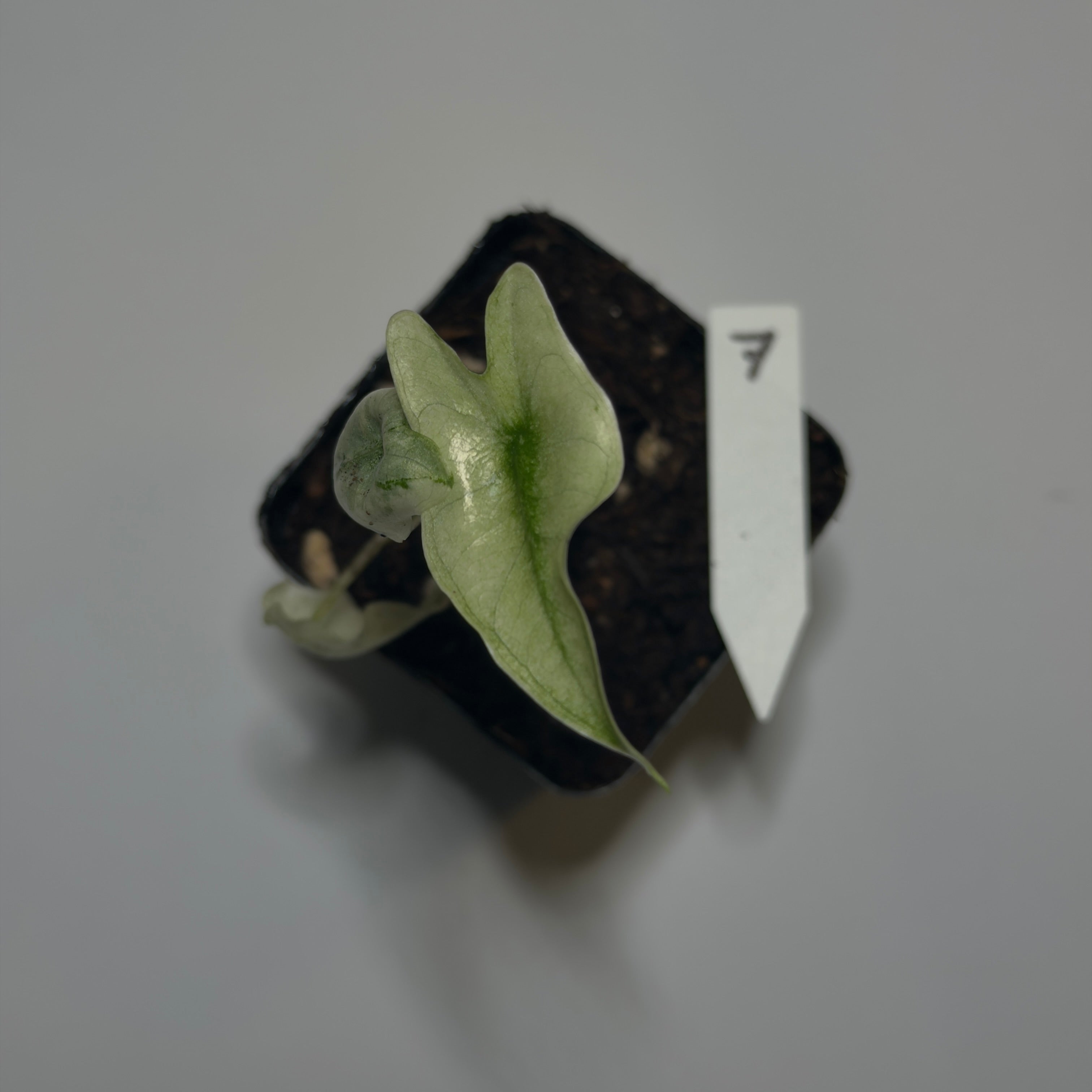 Alocasia Zebrina Mint