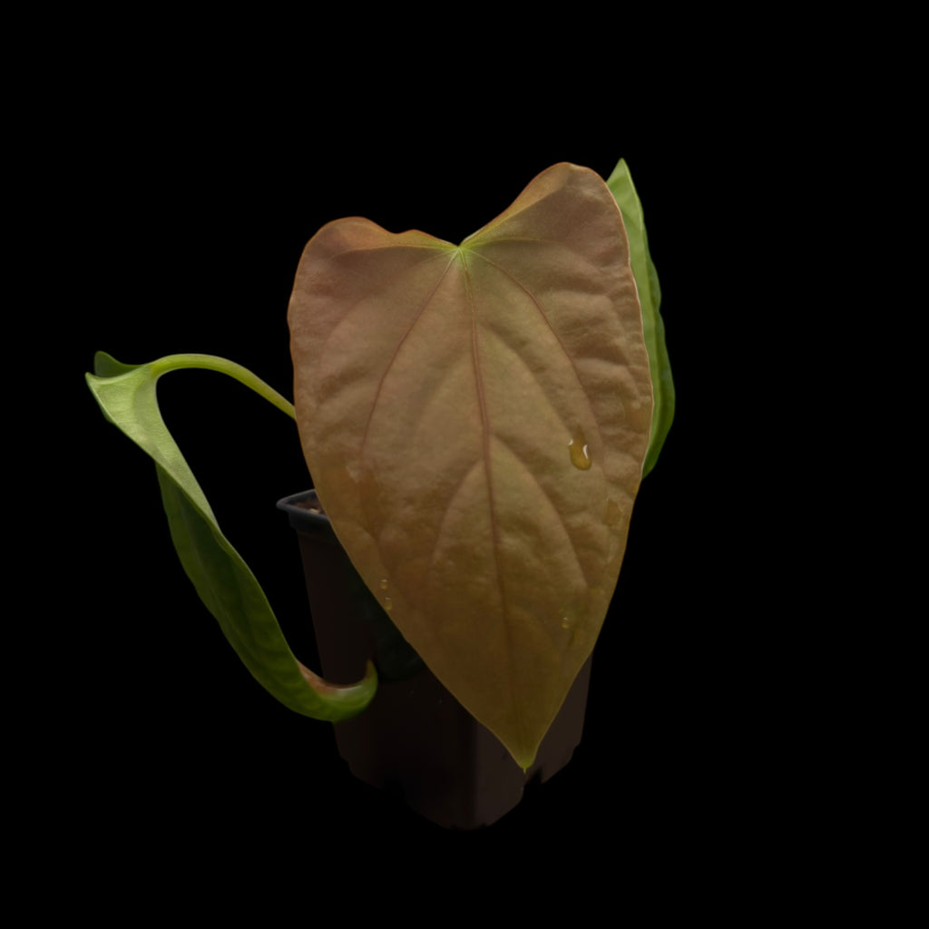 Anthurium Mr. Worldwide x Debile