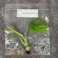 Monstera Devil Monster | TC