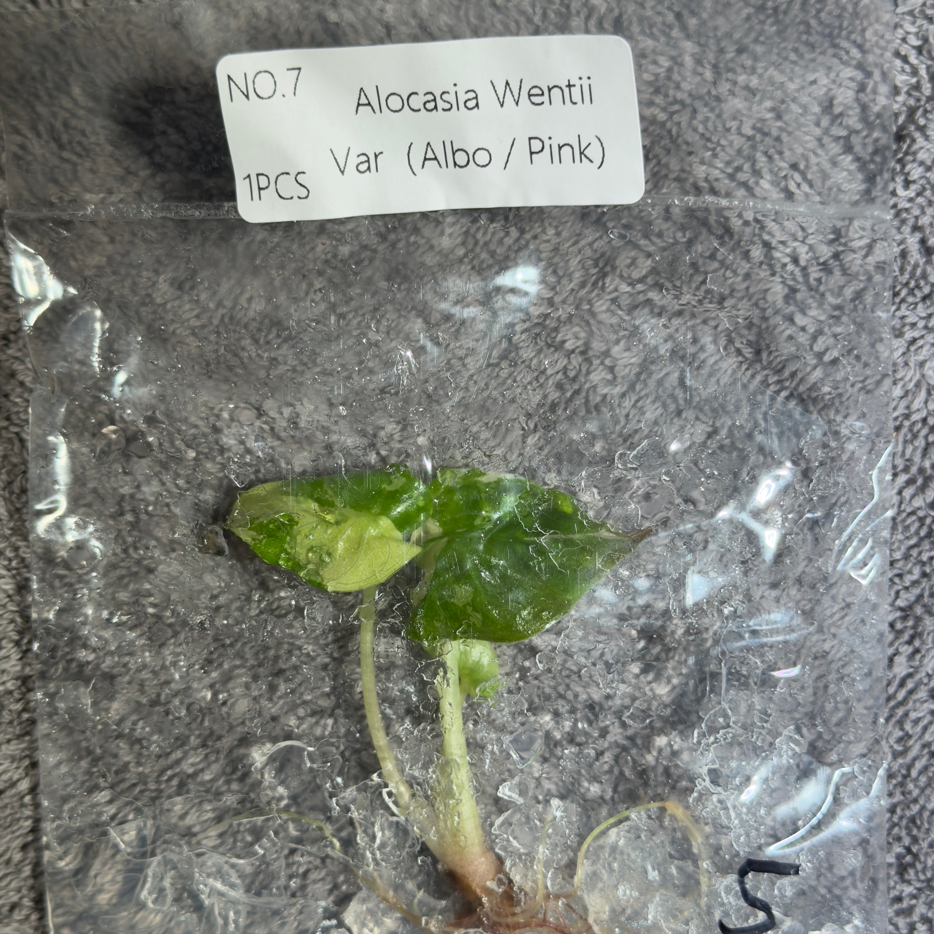 Alocasia Wentii Pink/Albo | TC