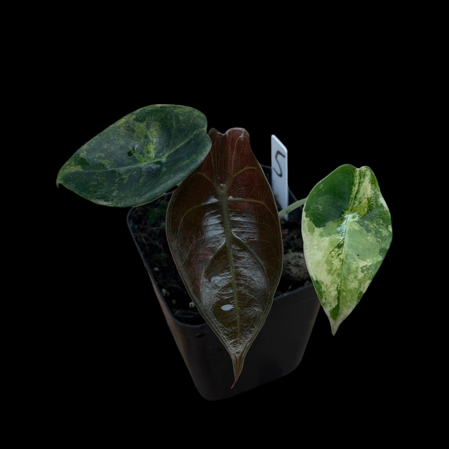 Alocasia Sedenii Aurea