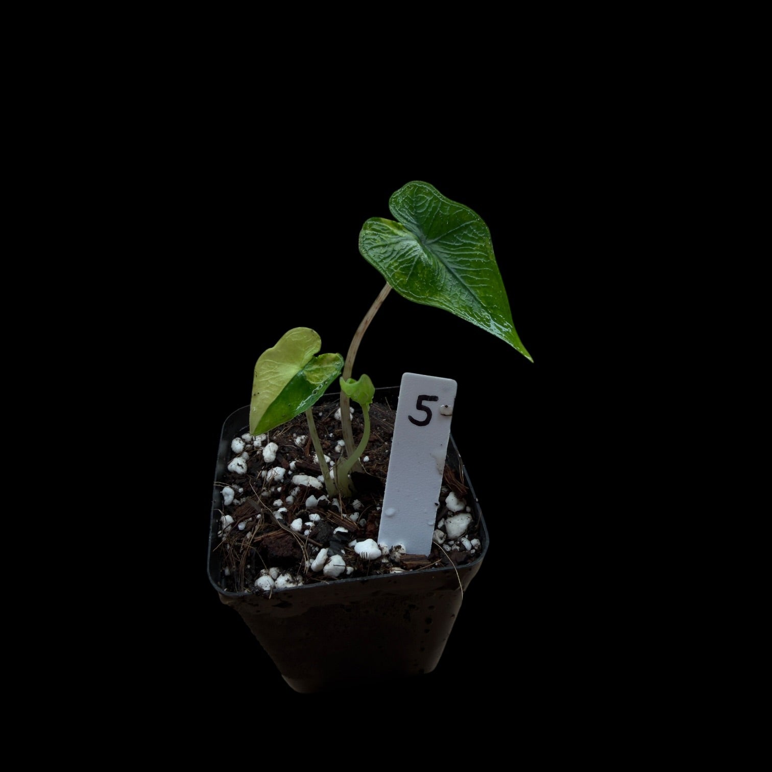 Alocasia Jacklyn Var. / A-Grade