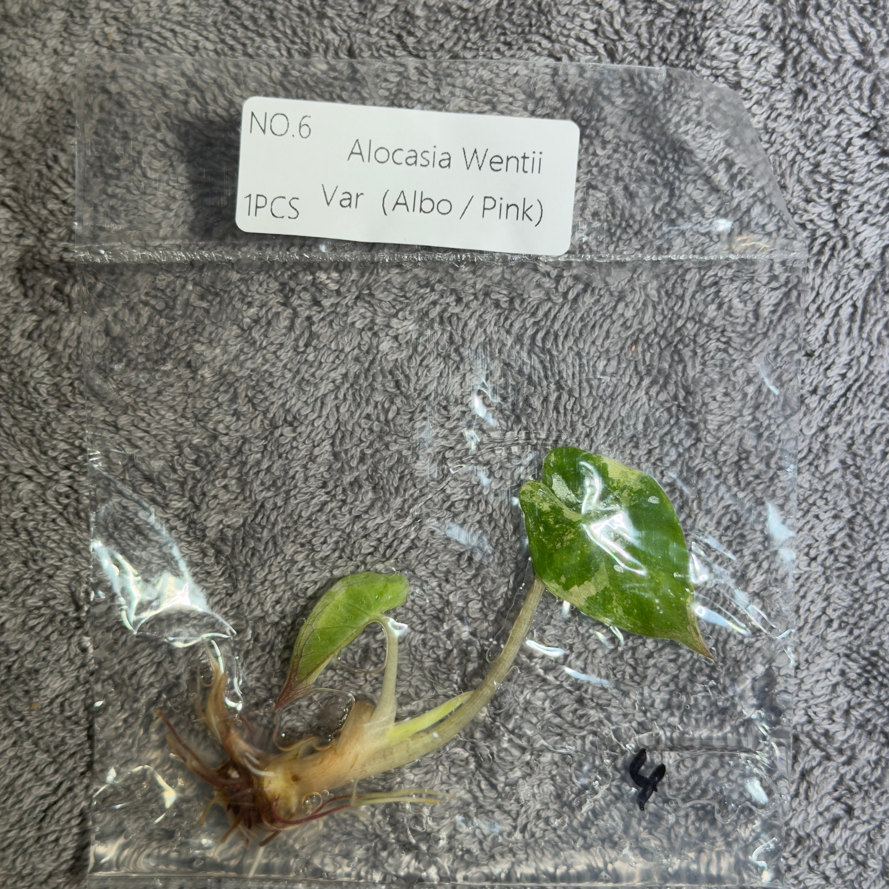 Alocasia Wentii Pink/Albo | TC