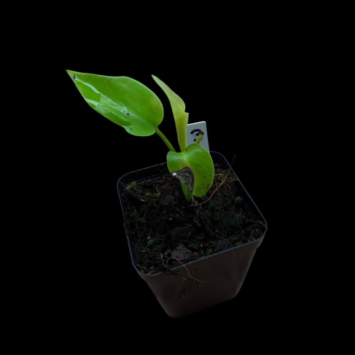 Monstera Lemon Lime