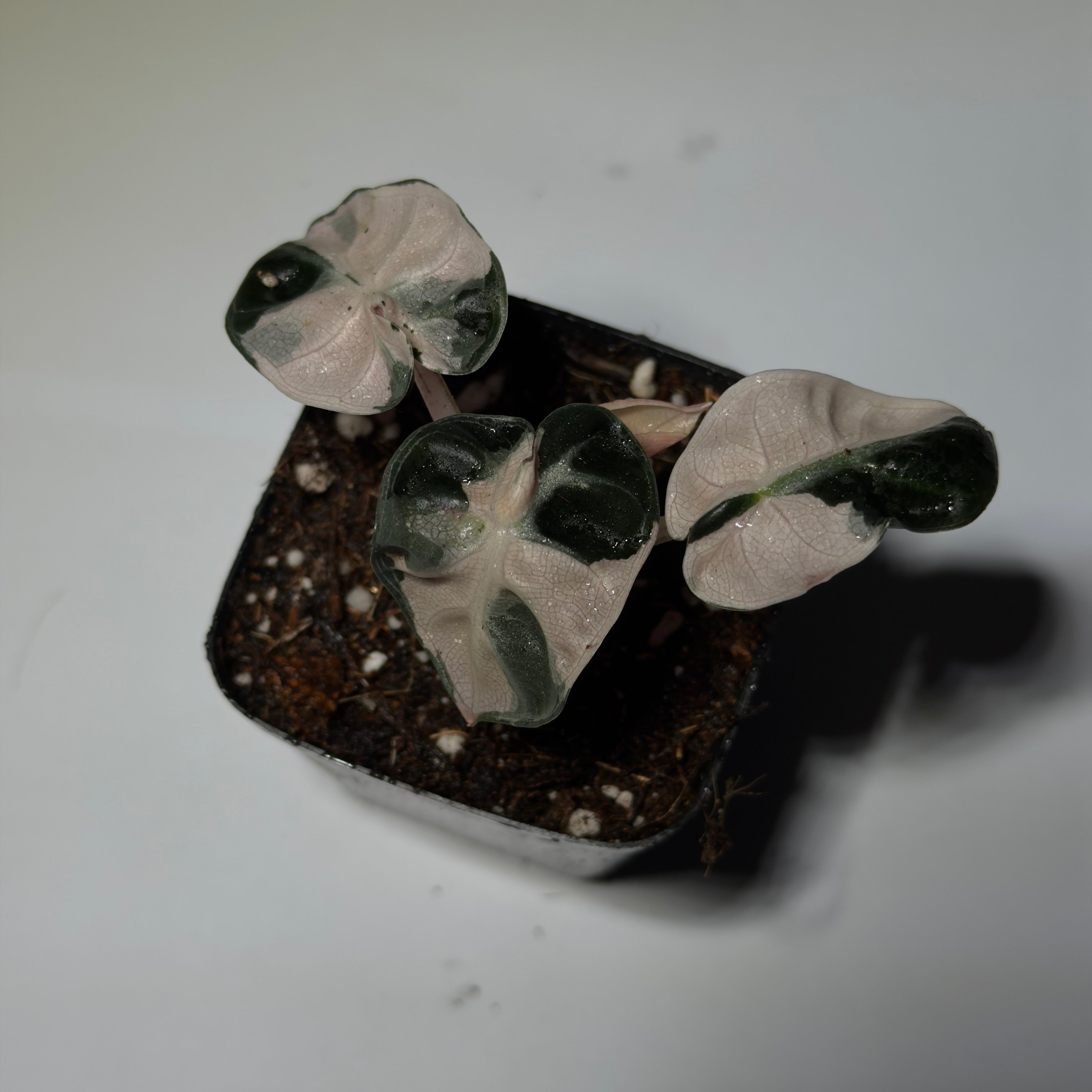 Alocasia ‘Heart Balloon Pink’ Variegata