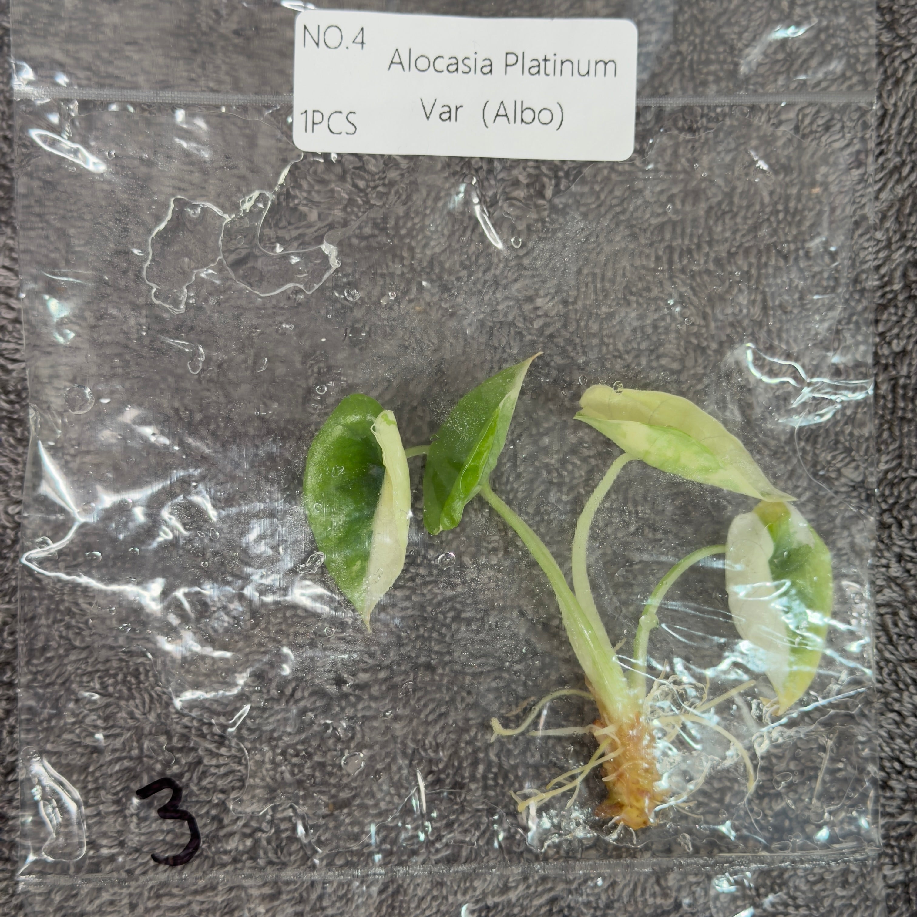Alocasia Platinum Albo | TC