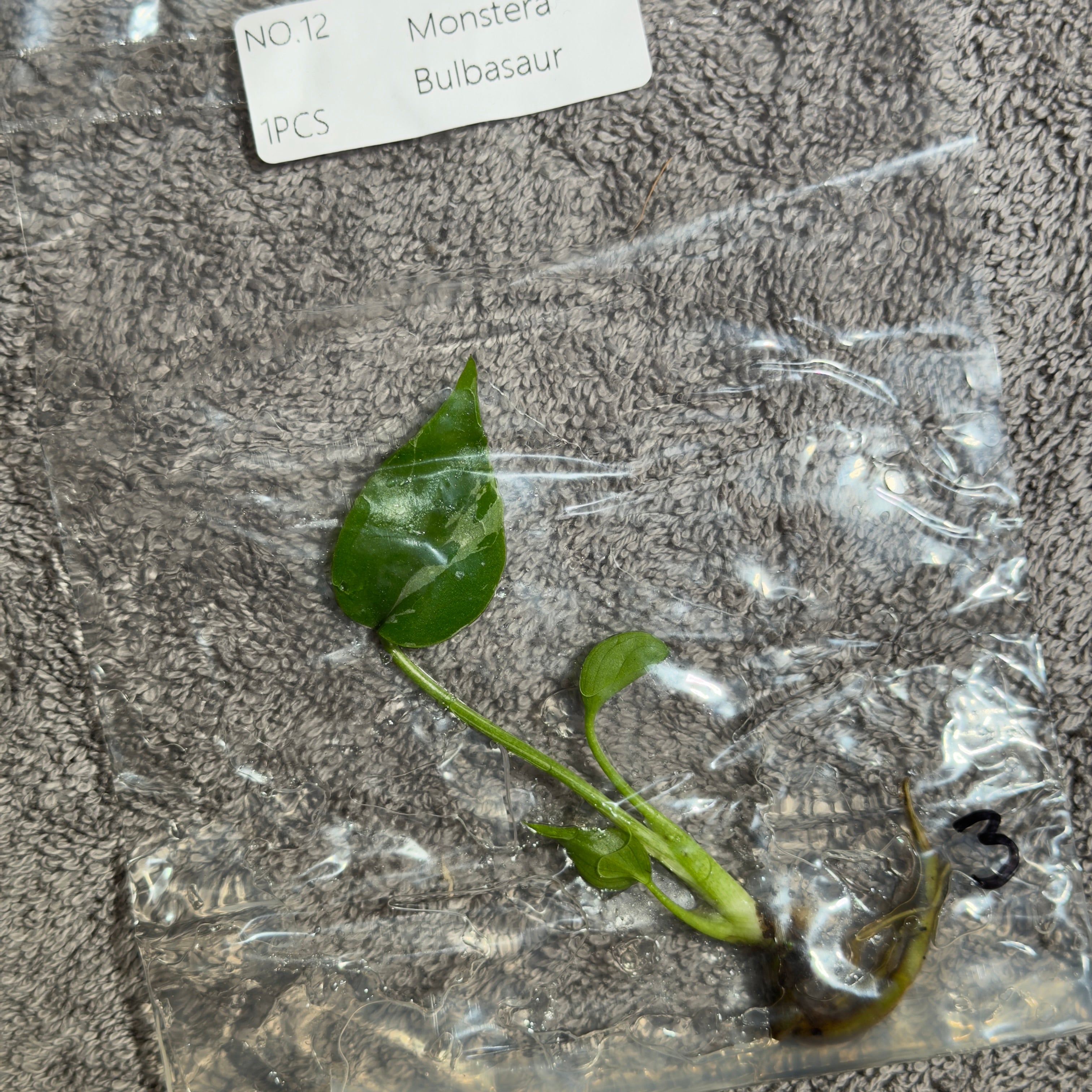 Monstera Bulbasaur | TC