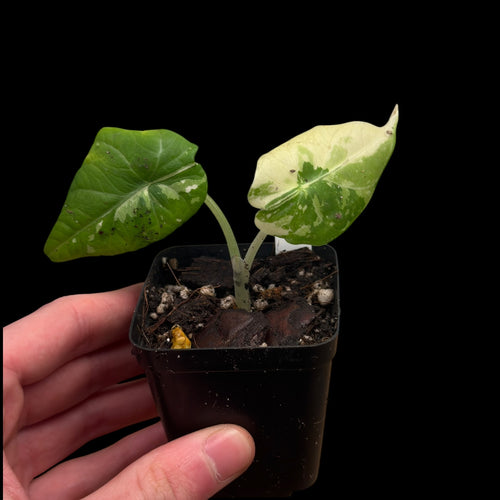 Alocasia Maharani Var.