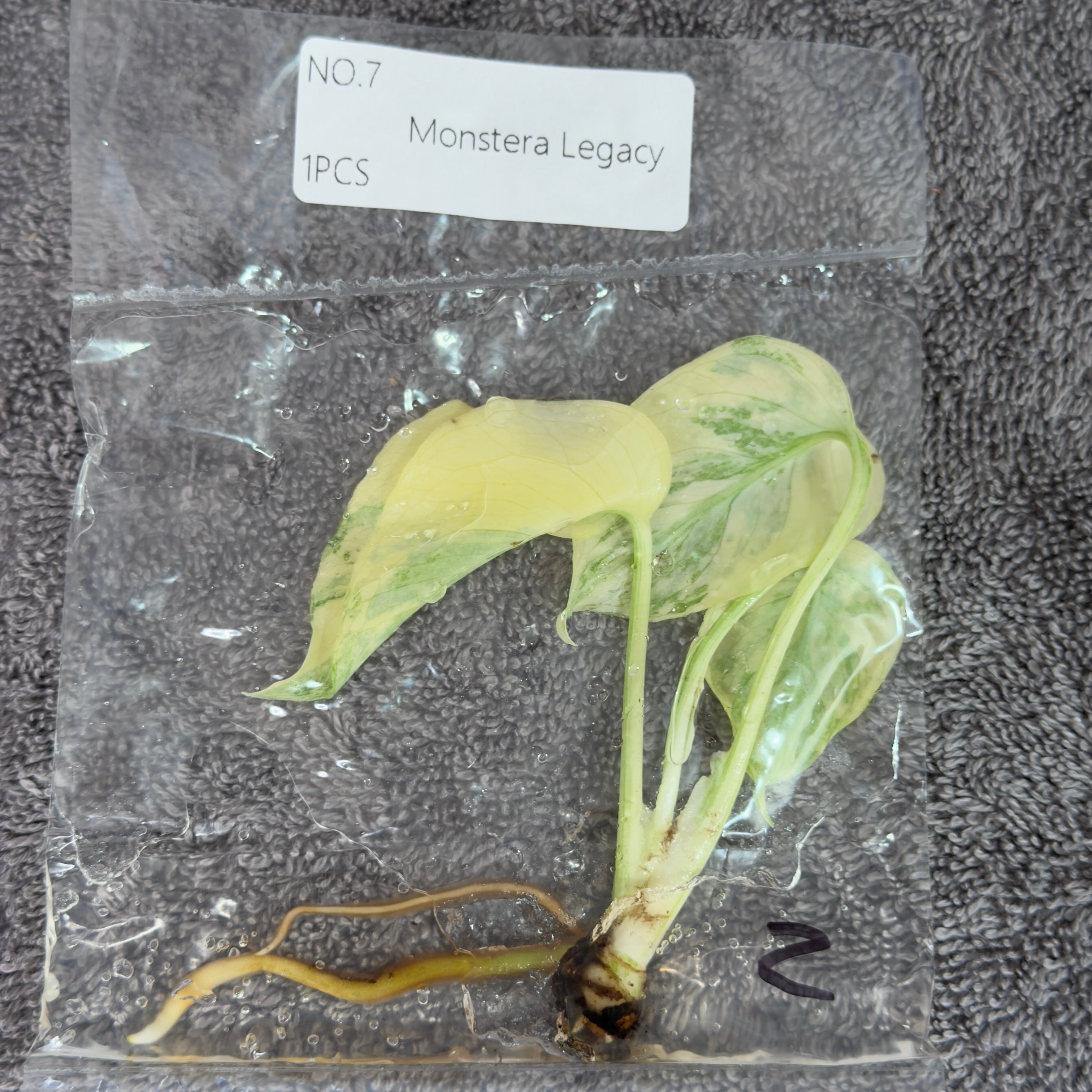 Monstera Legacy | TC