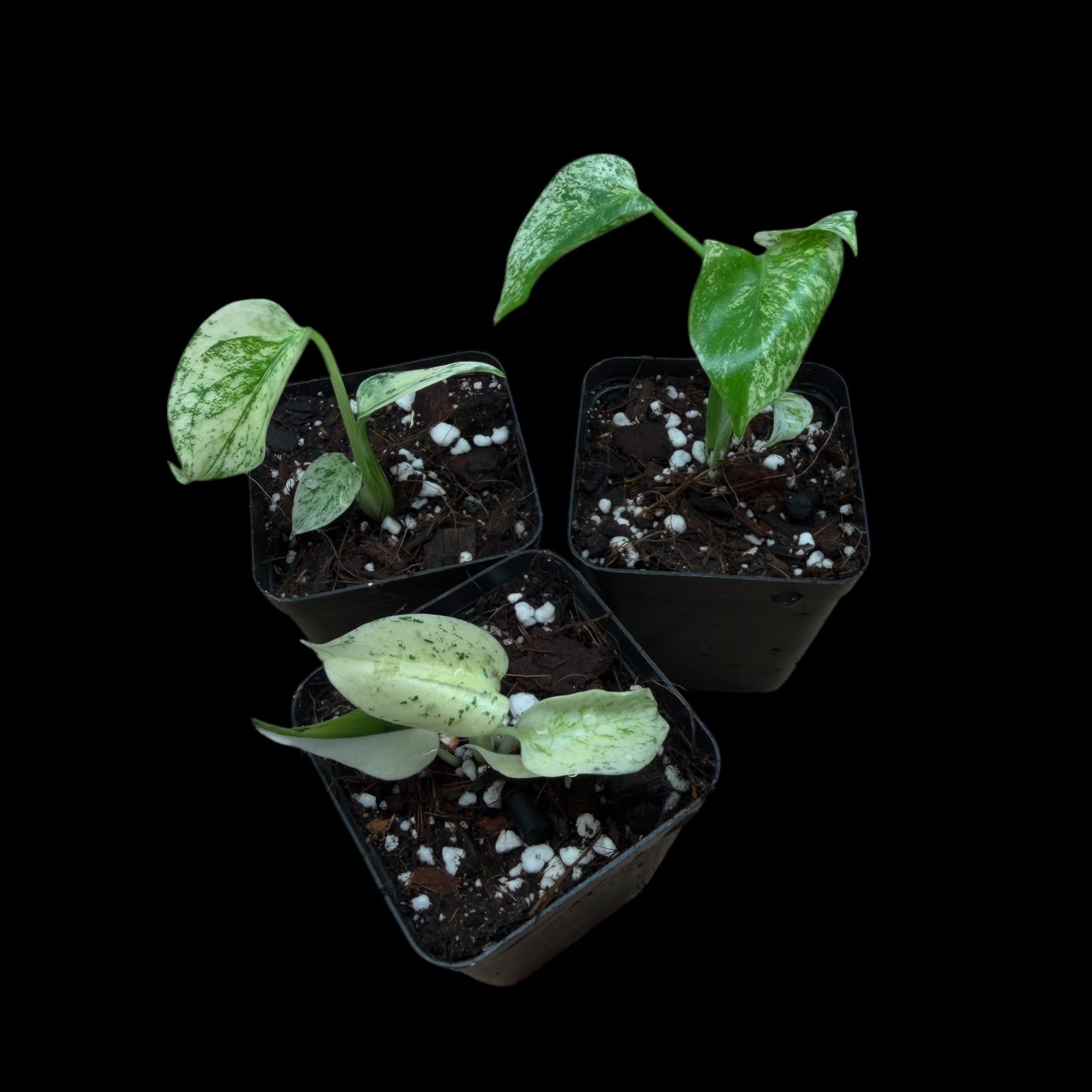 Monstera Star Shadow