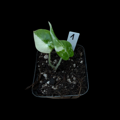 Alocasia Black Velvet Pink