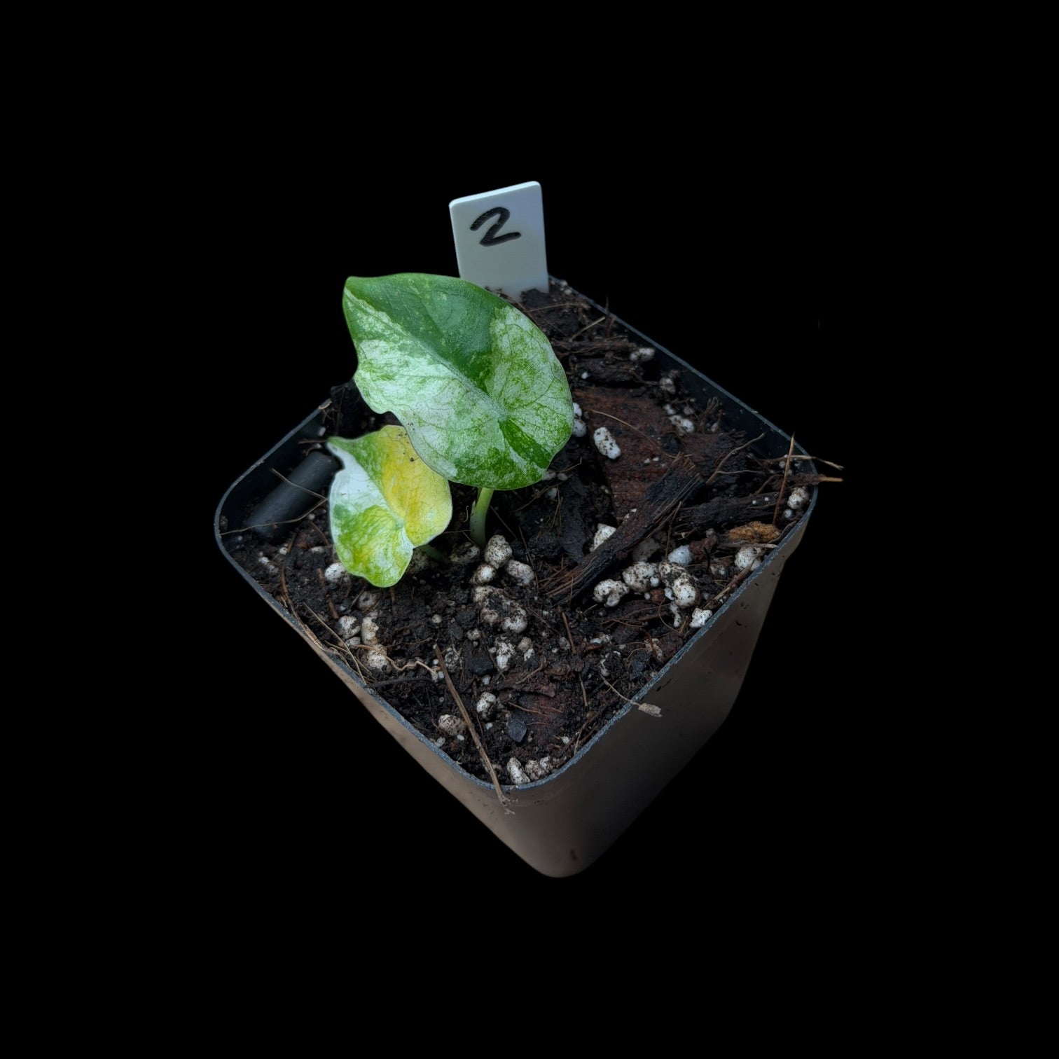 Alocasia Watsoniana Glossy Variegata