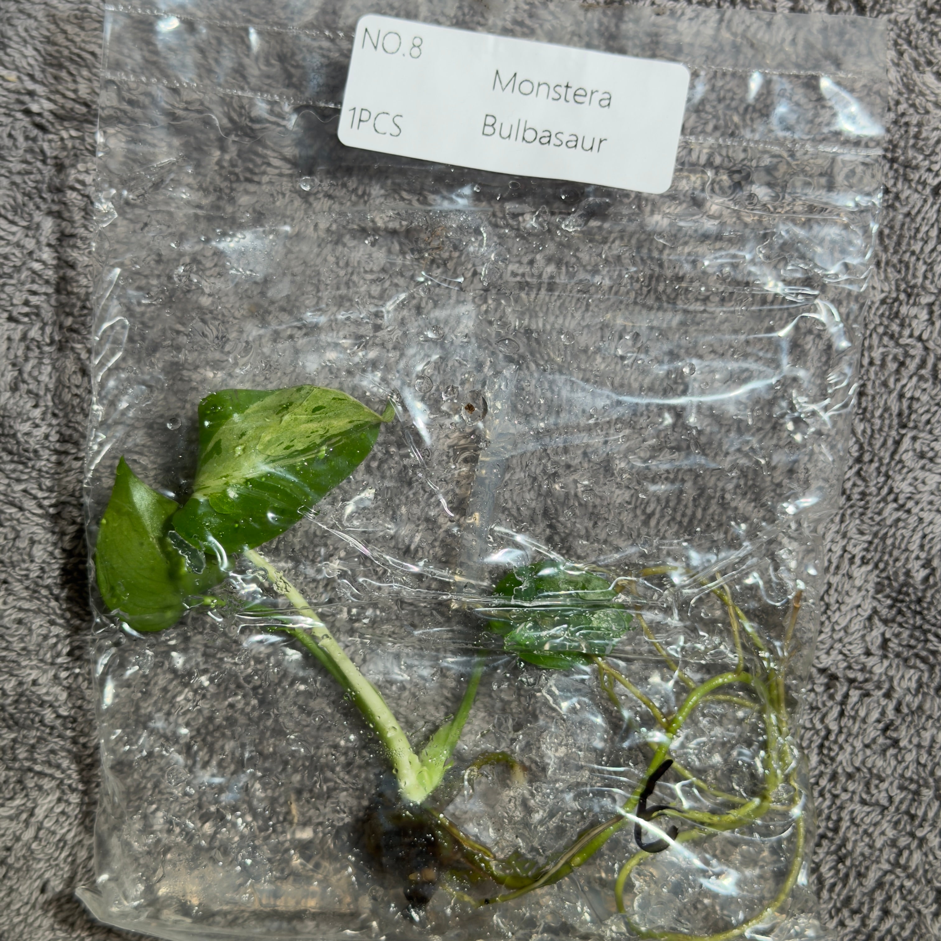 Monstera Bulbasaur | TC