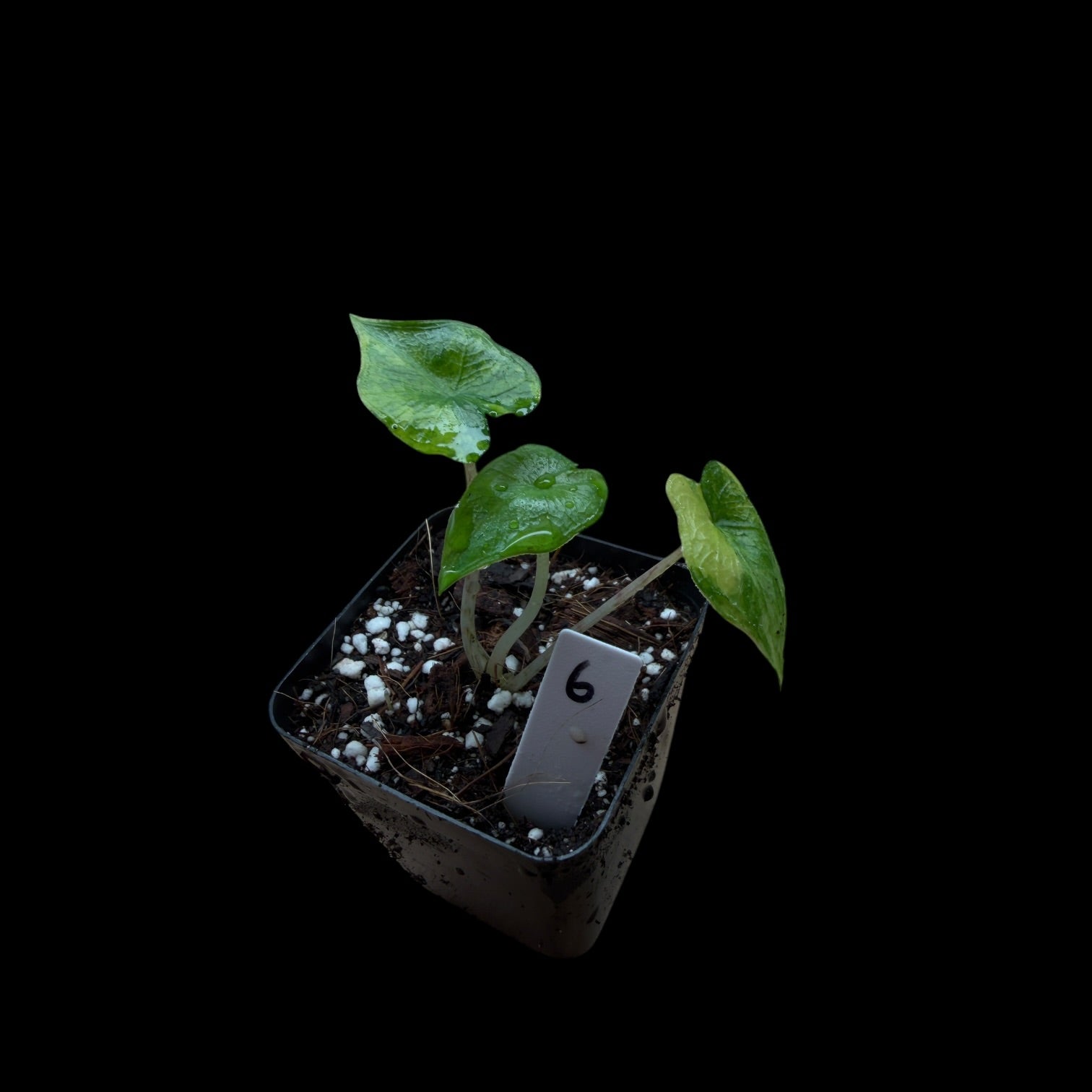 Alocasia Jacklyn Var. / A-Grade