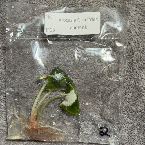 Alocasia Chantrieri Pink | TC