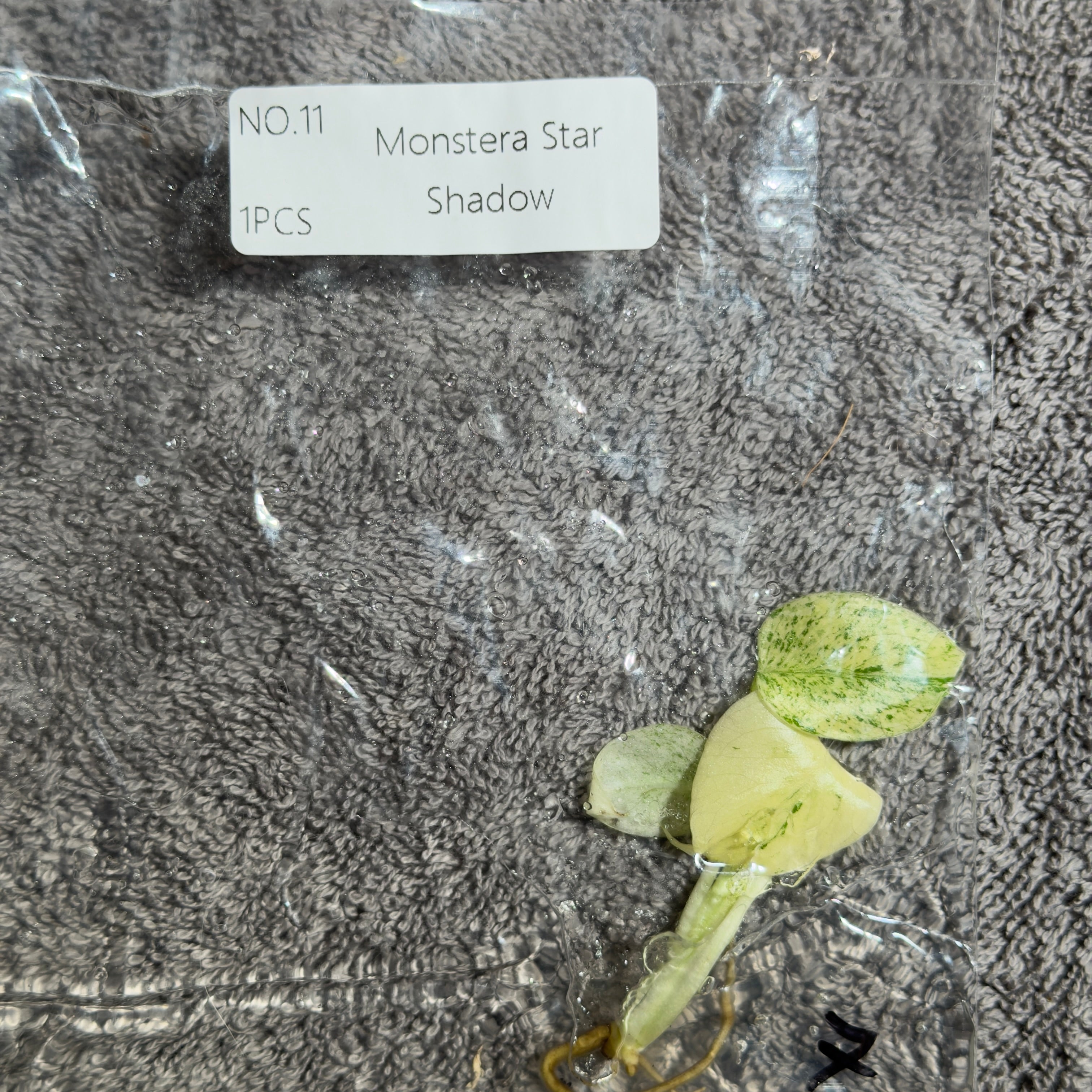 Monstera Star Shadow | TC