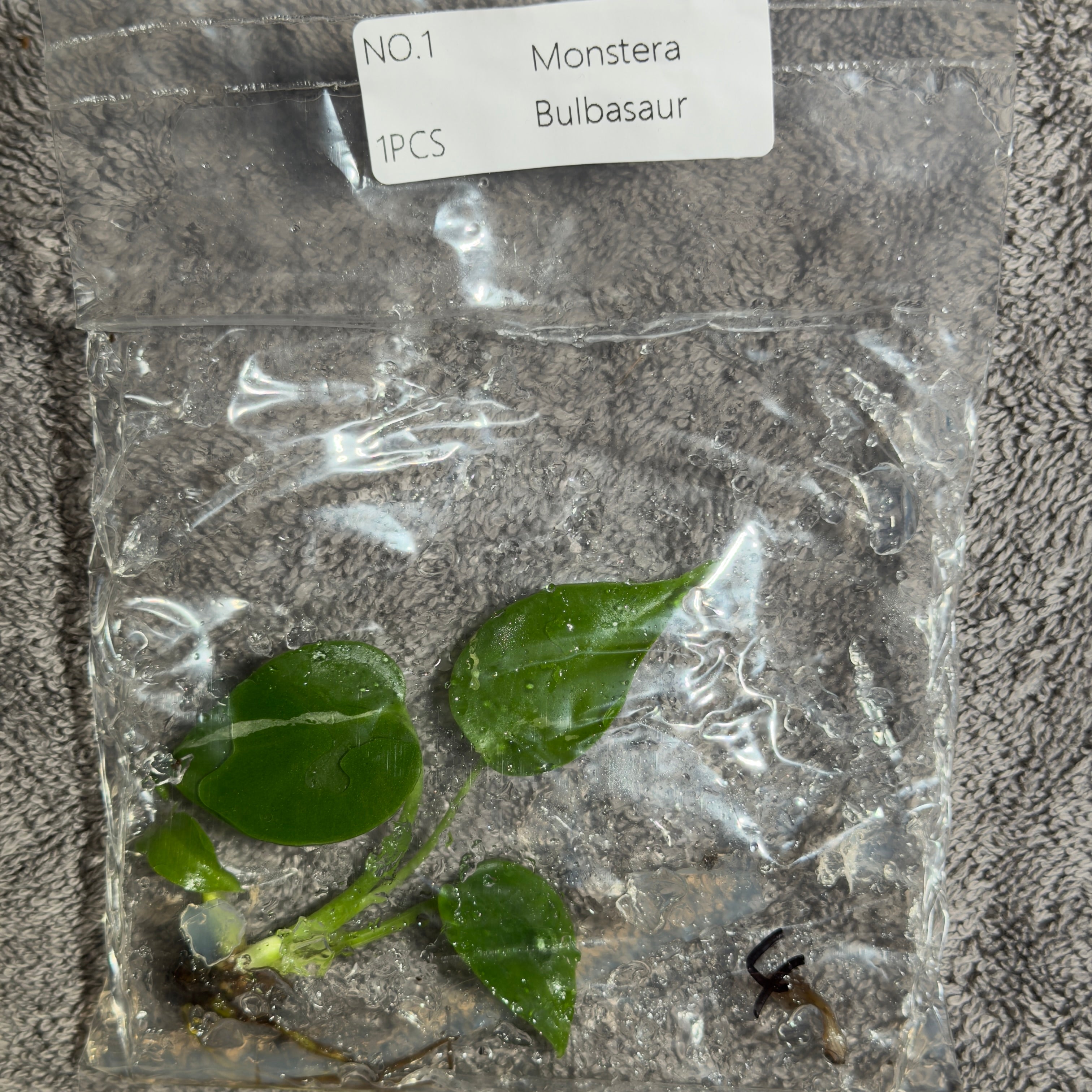 Monstera Bulbasaur | TC