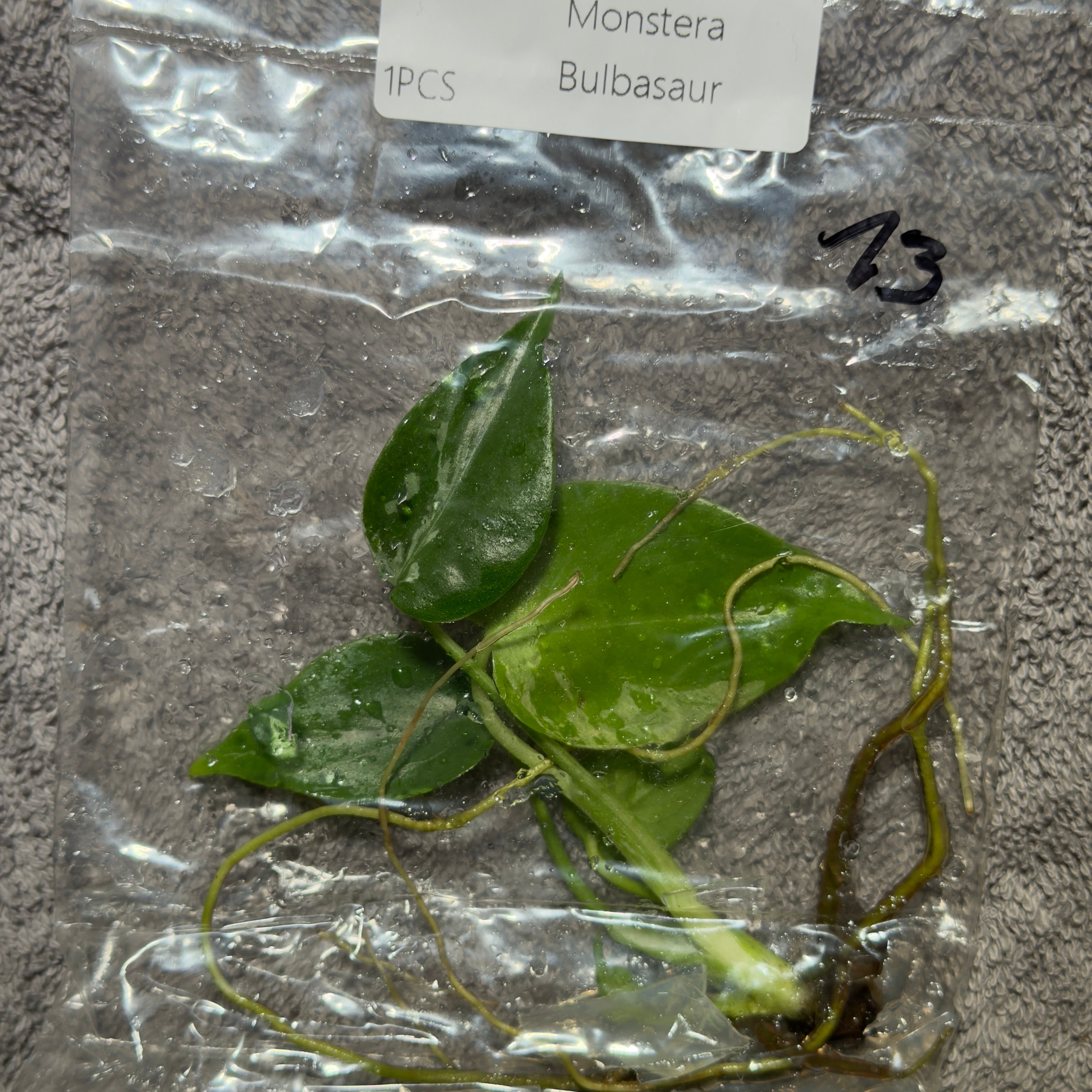 Monstera Bulbasaur | TC