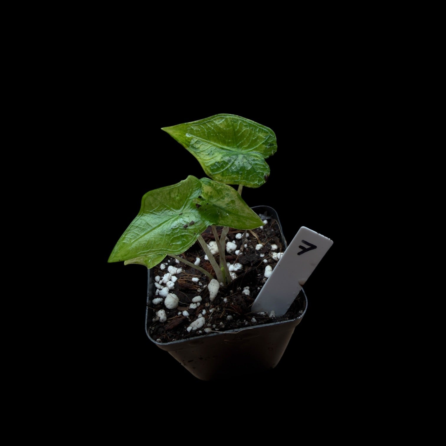 Alocasia Jacklyn Var. / A-Grade