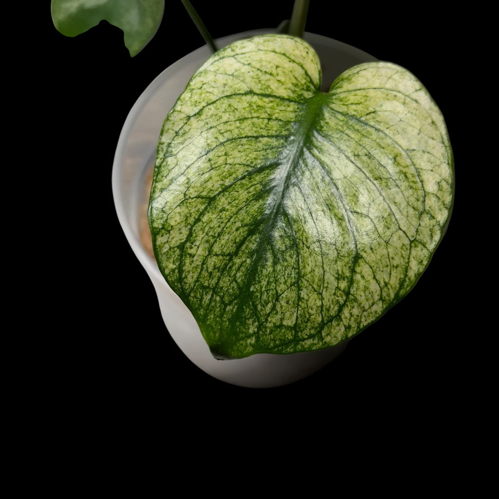 Monstera Siam Mint