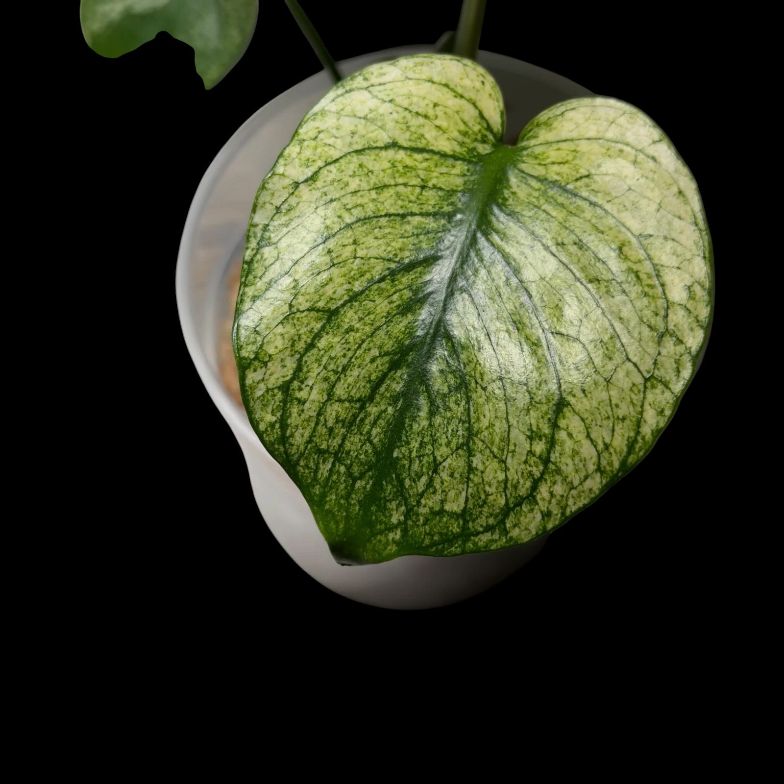 Monstera Siam Mint