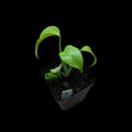 Monstera Lemon Lime