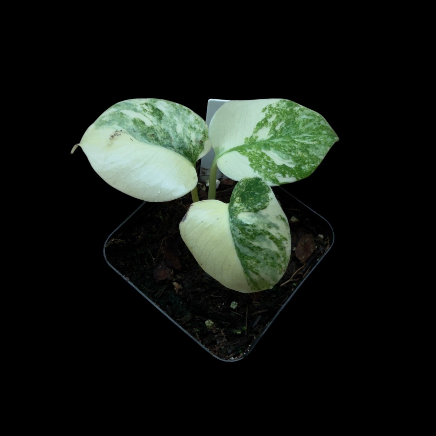 Monstera Legacy