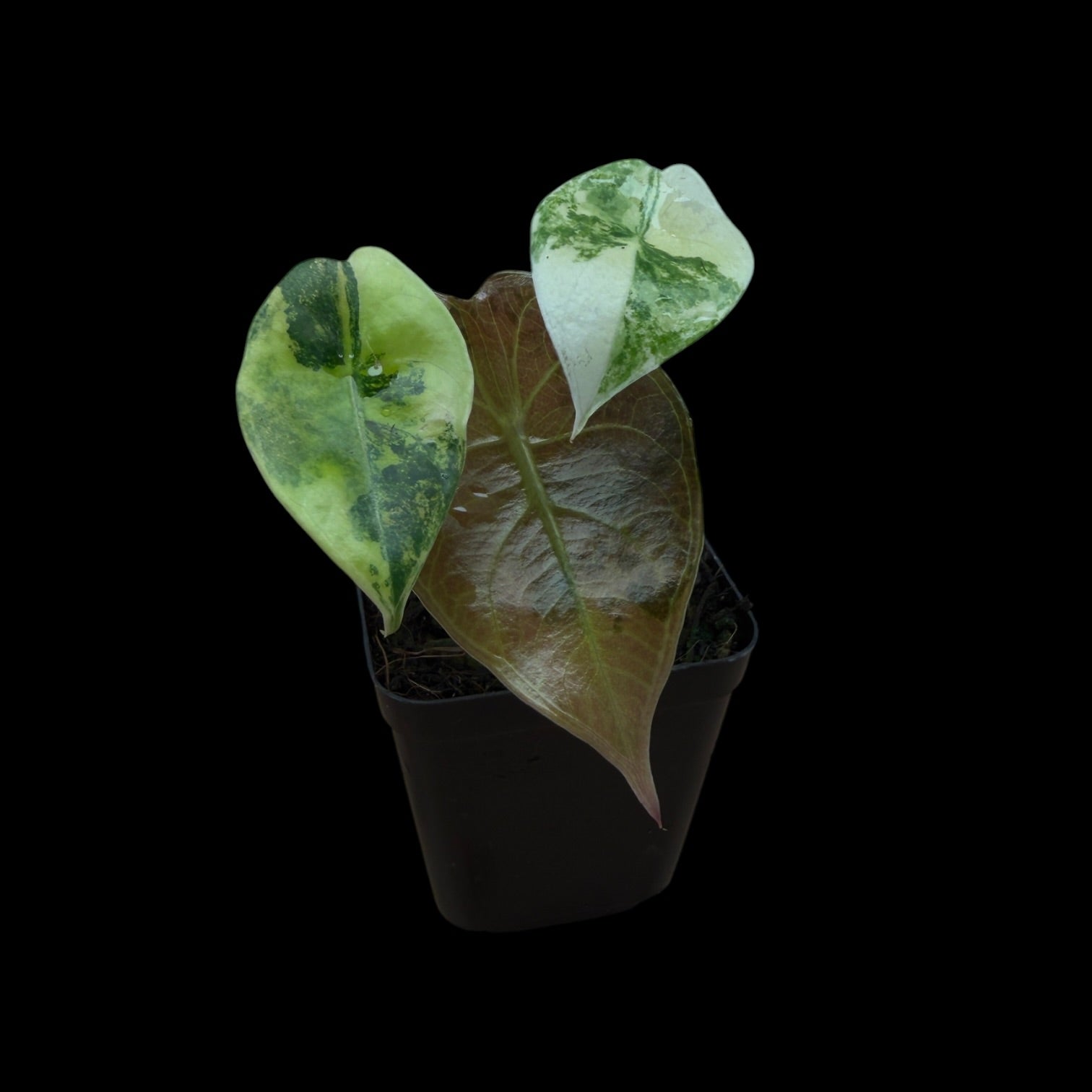 Alocasia Sedenii Aurea