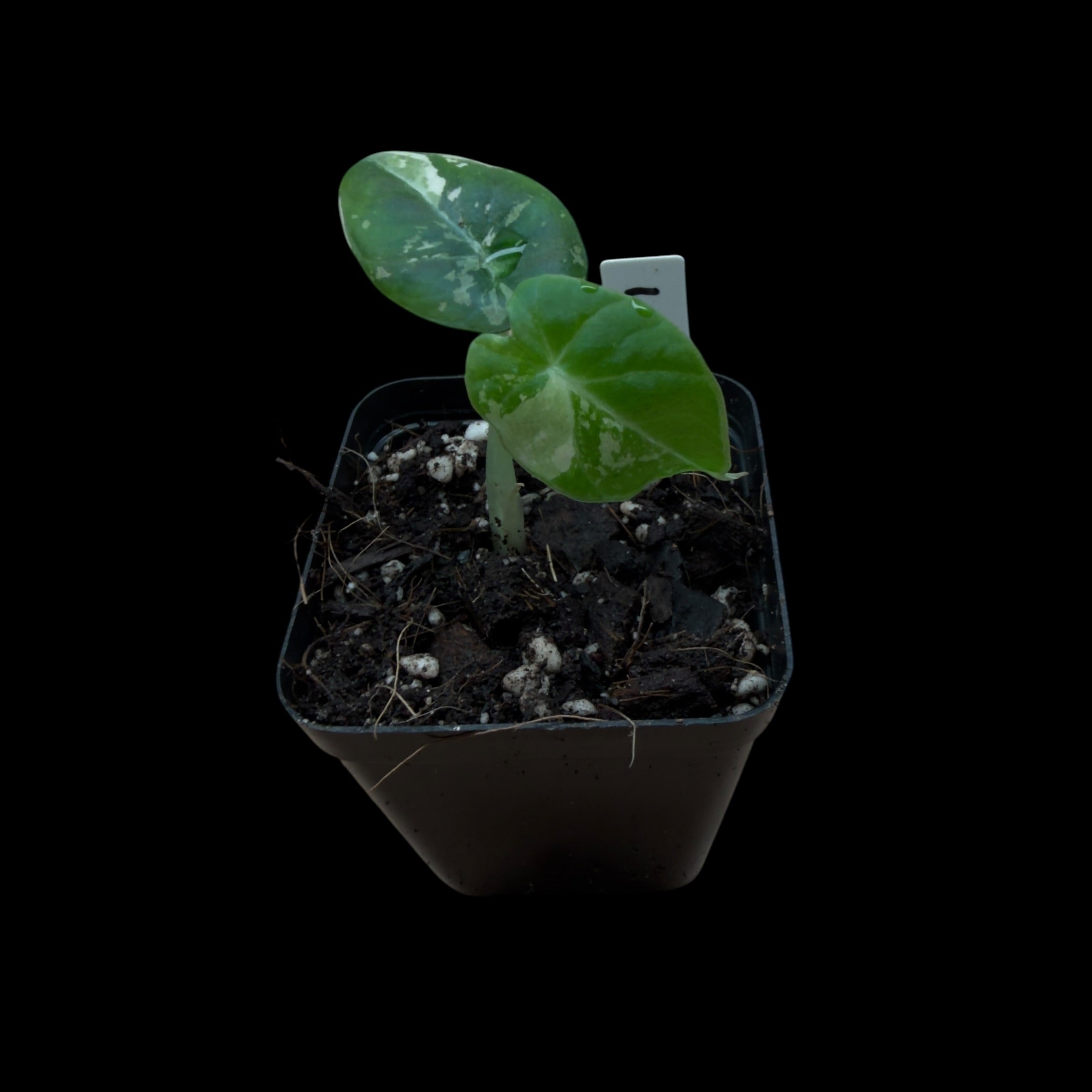 Alocasia Black Velvet Pink