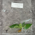 Japanese Cherry | TC