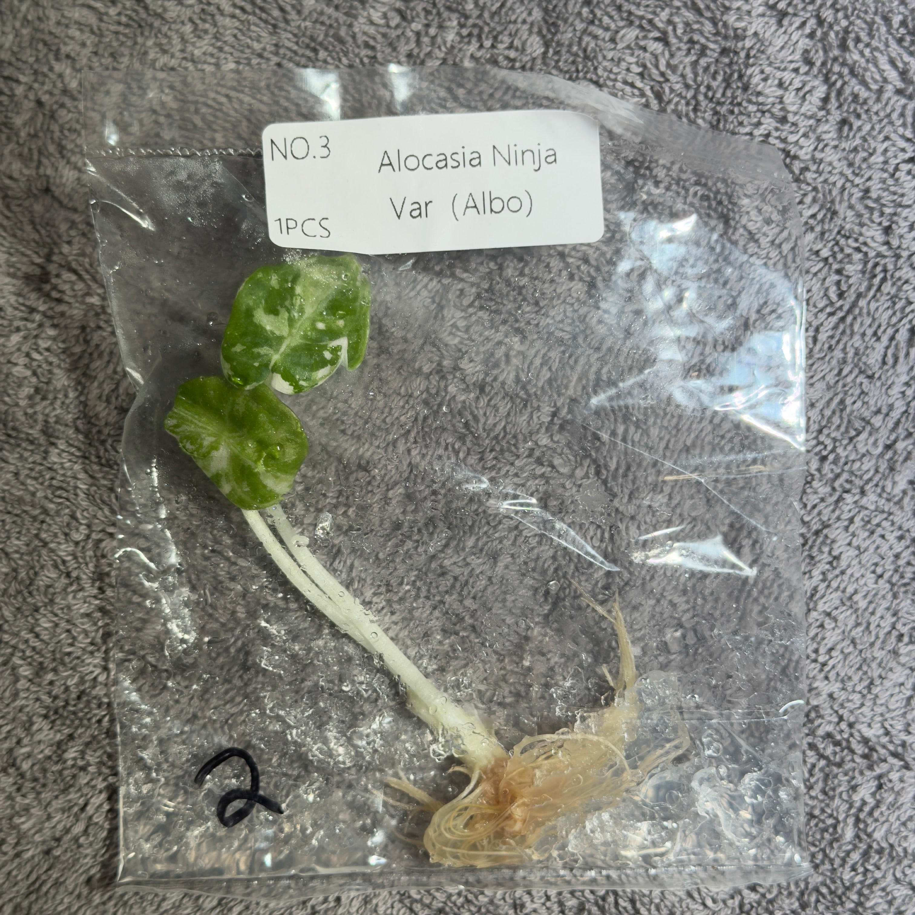 Alocasia Ninja True Albo | TC